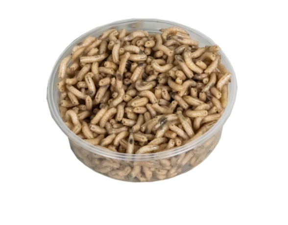  Dose Maden 125 ccm ( Nur Abholung )