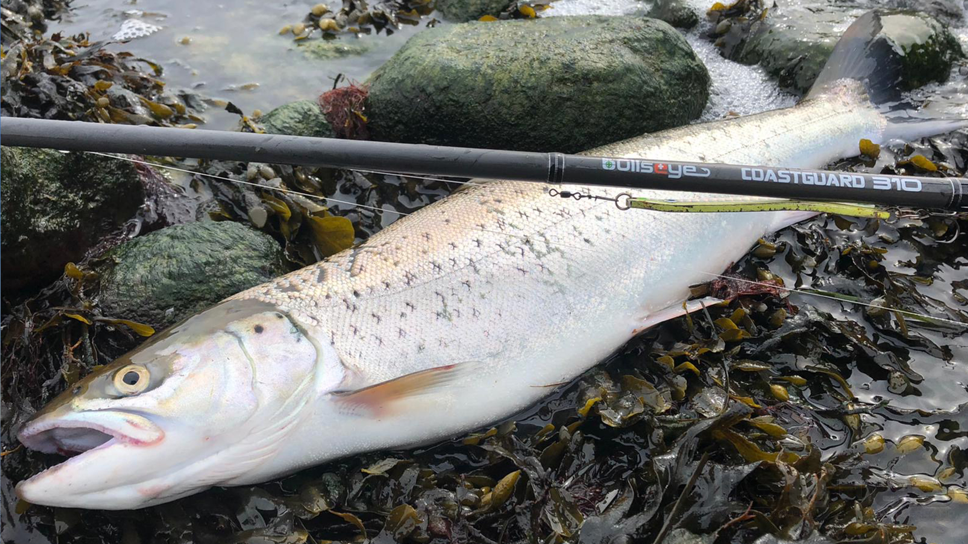 Bullseye Coastguard 310